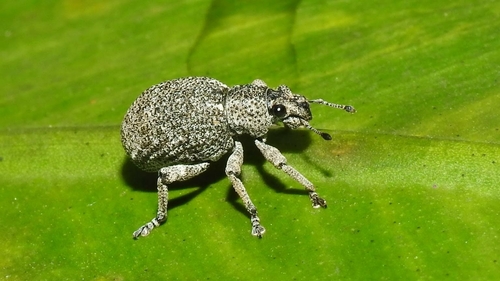 Rough Convolvulus Weevils (Genus Blosyrus) · iNaturalist
