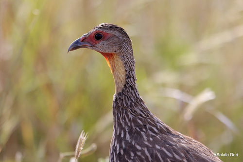 Yellow-necked Spurfowl