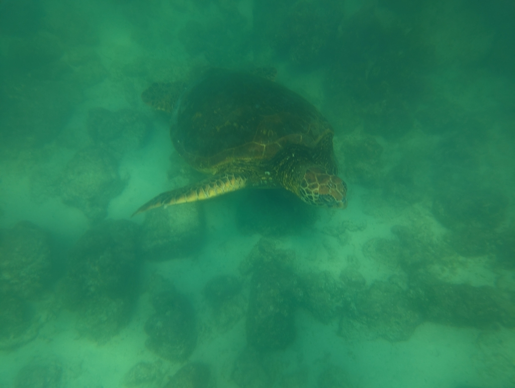 Green Sea Turtle In November 2023 By Aidan Craner INaturalist   Large 