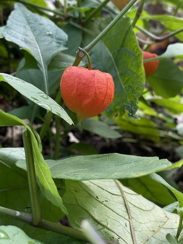 Japanese-lantern