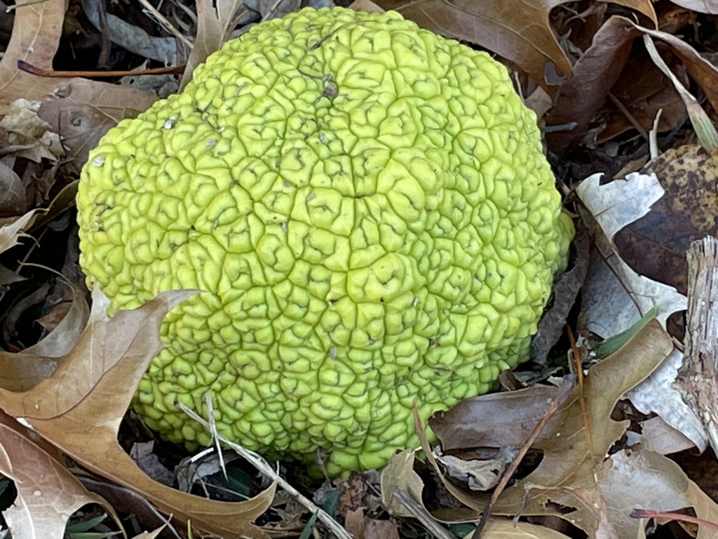 Osage-orange from Heritage Ln W, Terre Haute, IN, US on November 19 ...