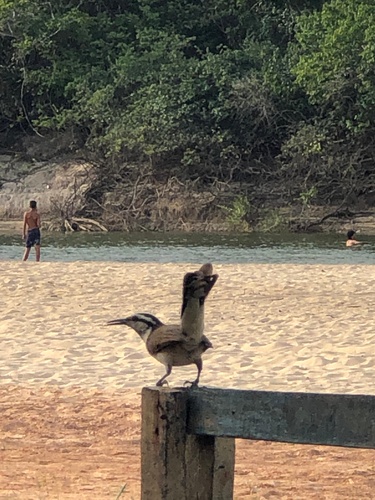 Subespecies Campylorhynchus griseus griseus · NaturaLista Mexico