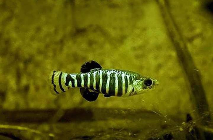 Anatolichthys fontinalis