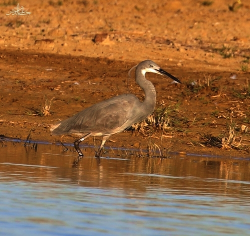 Western Reef Heron