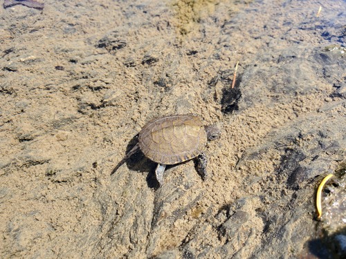 iNaturalist observation photo of Northwestern Pond Turtle