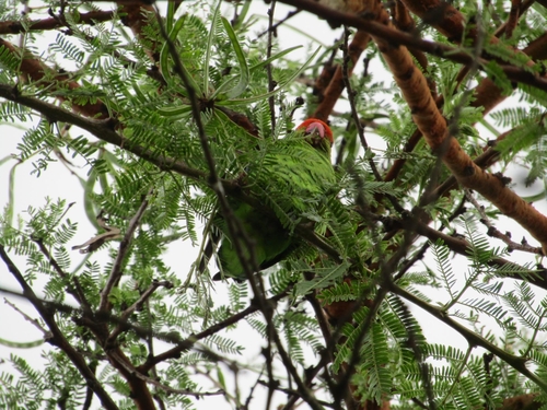 Black-winged Lovebird