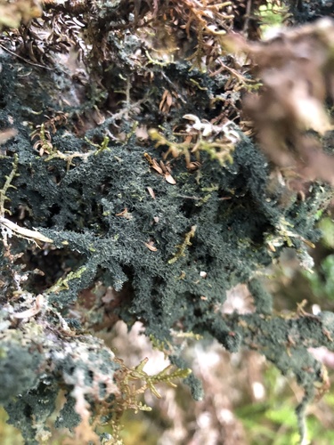 Dictyonema coppinsii