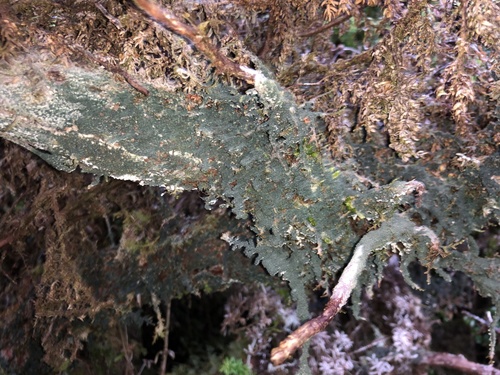 Dictyonema coppinsii
