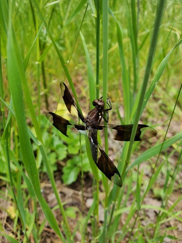 iNaturalist observation photo of Common Whitetail