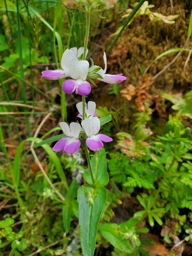 iNaturalist observation photo of Purple Chinese Houses