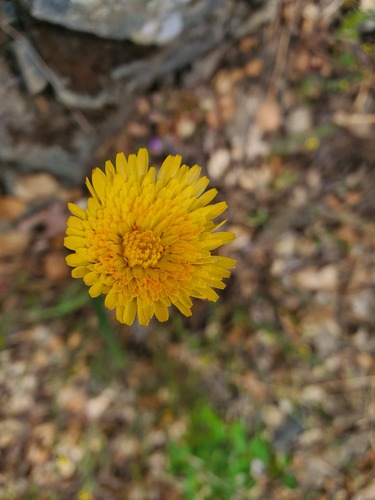 iNaturalist observation photo of bigflower agoseris