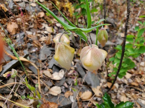 iNaturalist observation photo of White Globe Lily