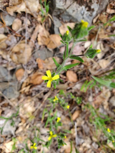 iNaturalist observation photo of grassy tarweed