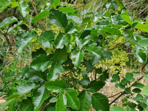 iNaturalist observation photo of Pacific poison oak