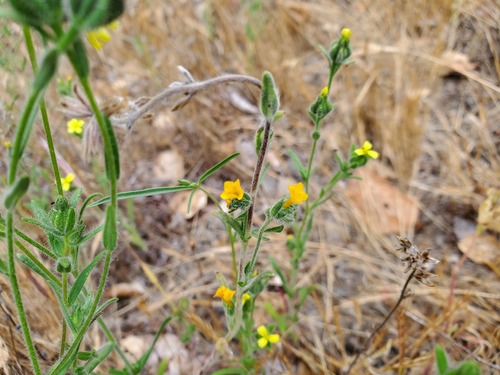 iNaturalist observation photo of grassy tarweed