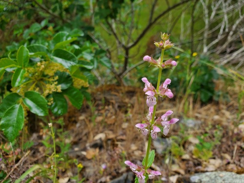 iNaturalist observation photo of Hedgenettles