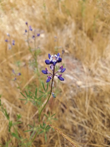 iNaturalist observation photo of Miniature Lupine