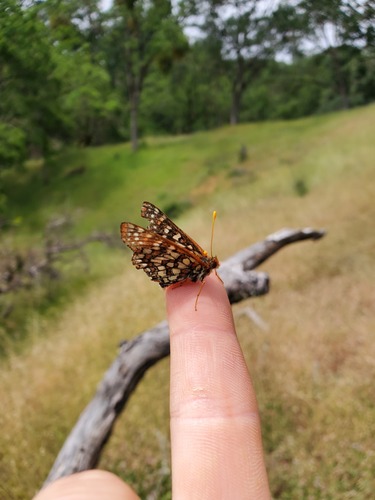iNaturalist observation photo of Variable Checkerspot