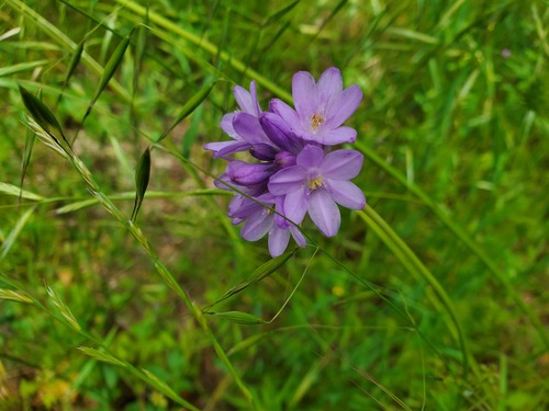 iNaturalist observation photo of wild hyacinths