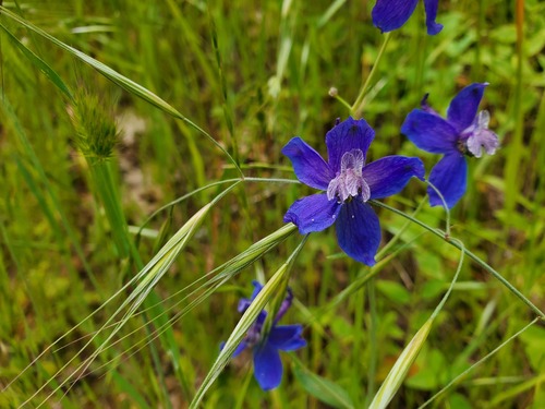 iNaturalist observation photo of Zigzag Larkspur