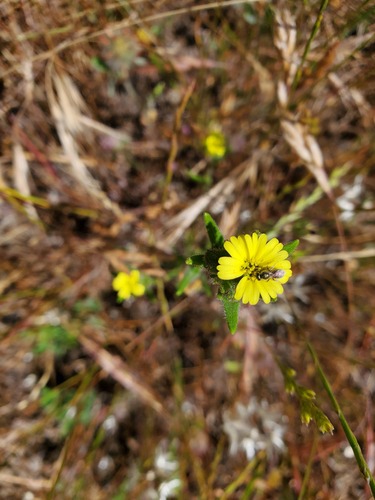 iNaturalist observation photo of grassy tarweed