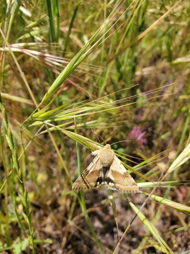 iNaturalist observation photo of Darker-spotted Straw Moth
