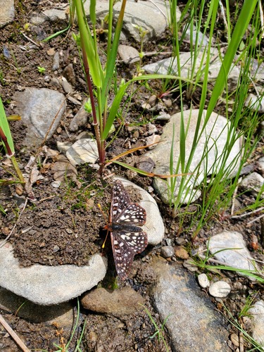 iNaturalist observation photo of Variable Checkerspot