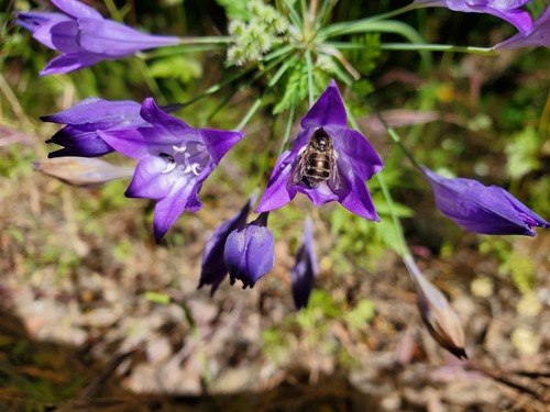 iNaturalist observation photo of Ithuriel's Spear