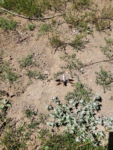 iNaturalist observation photo of Common Whitetail
