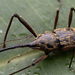 Kauai Nesotocus Weevil - Photo (c) bow_tyler, all rights reserved