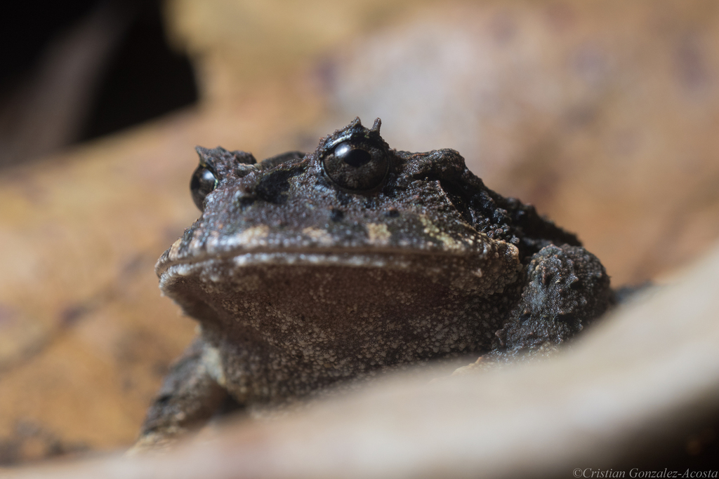 Ruiz's Robber Frog (Strabomantis ruizi)