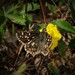 Appalachian Grizzled Skipper - Photo (c) Rick Cheicante, all rights reserved, uploaded by Rick Cheicante