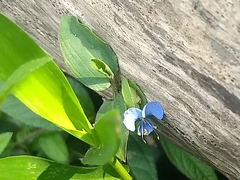 Image of Commelina virginica