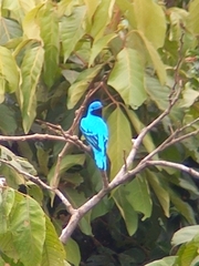 Cotinga amabilis image