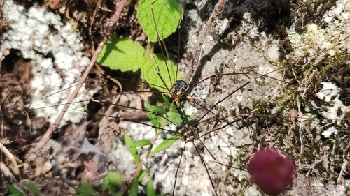 Leiobunum defectivum