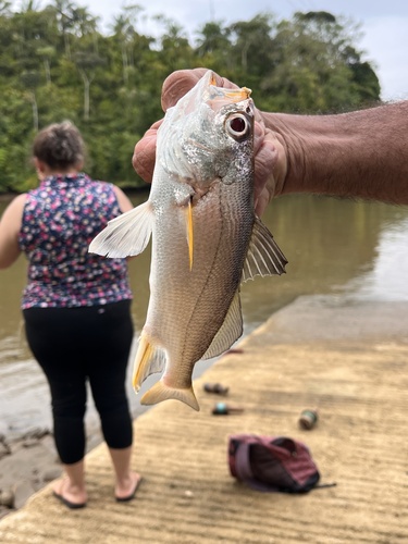 Shadow Croaker Swordspine Croaker | Native Nature