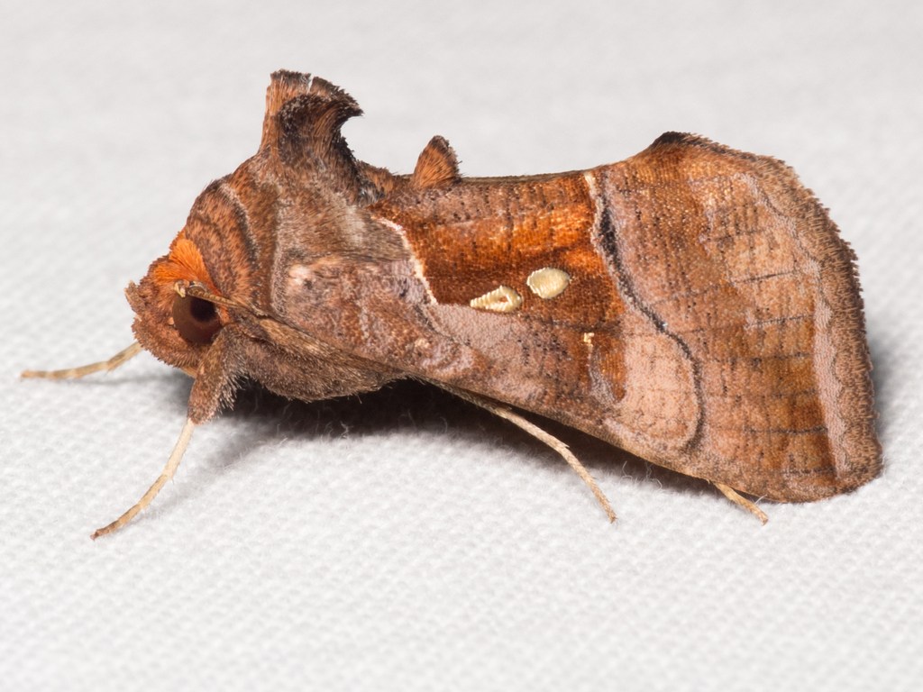 Pink-washed Looper Moth from Deer Park, TX, USA on November 18, 2023 at ...
