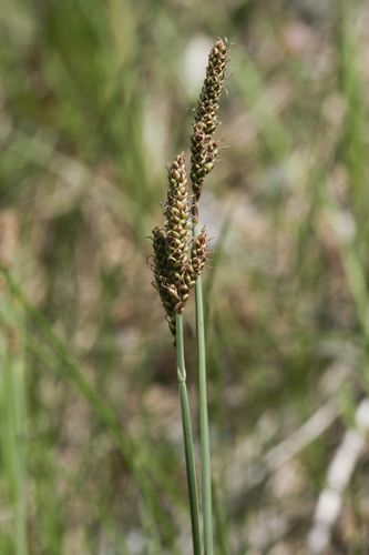 Parry's sedge (Carex parryana var. parryana)