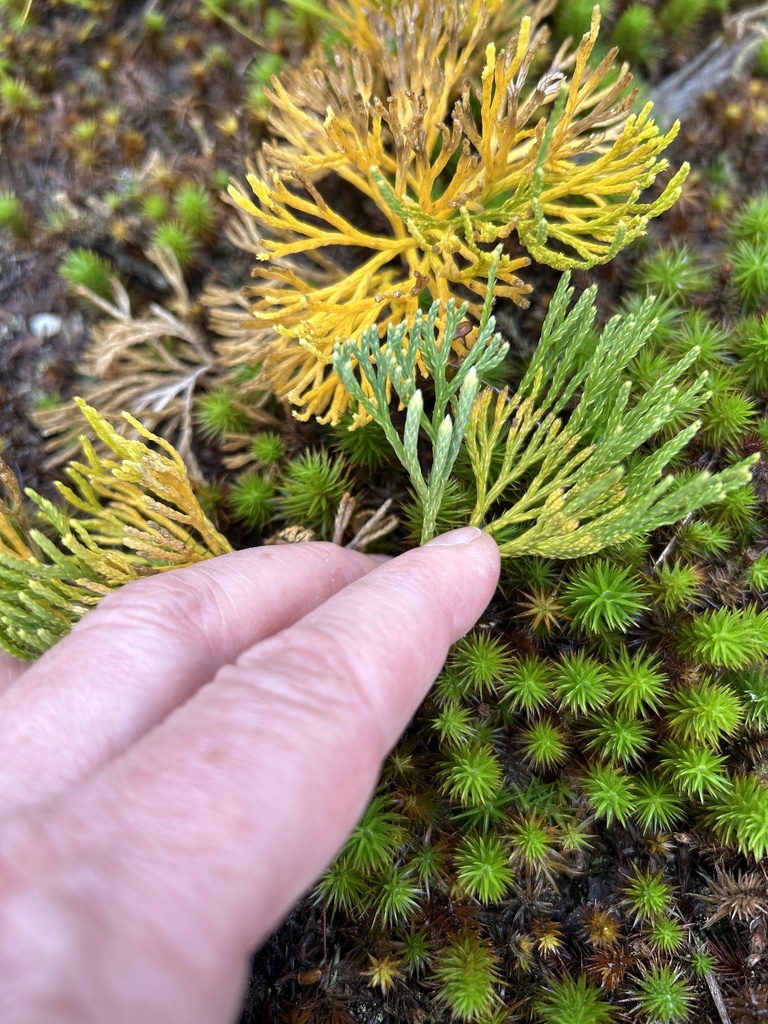 fan-clubmoss-from-lake-pleasant-rd-turners-falls-ma-us-on-september