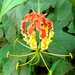 Flame Lily - Photo (c) Munazza Mirkar, all rights reserved, uploaded by Munazza Mirkar