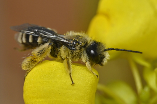 Chalepogenus herbsti