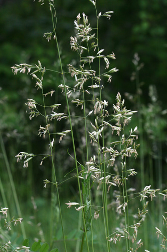 plains rough fescue (Festuca hallii)