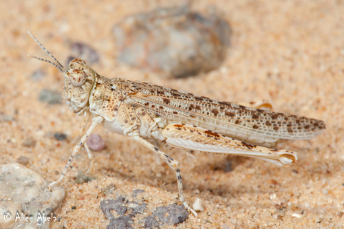 Xeracris snowi (Caudell, 1916)