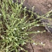 Sagebrush Combseed - Photo (c) emma barbarossa, all rights reserved, uploaded by emma barbarossa
