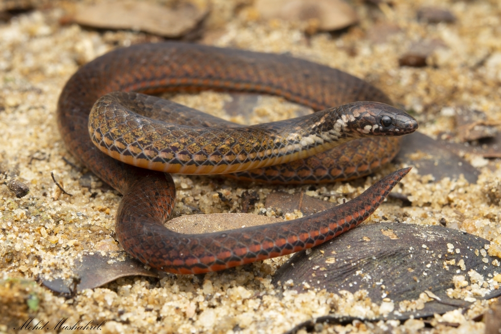 Chan-ard Mountain Reed Snake from Bujang, Kedah, Malaysia on October 22 ...