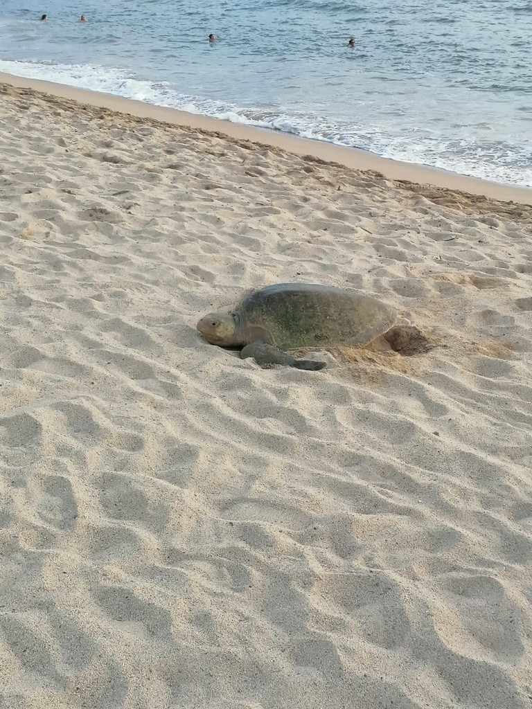 Hawksbill, Loggerhead, and Ridley Sea Turtles from Estero el Salado ...