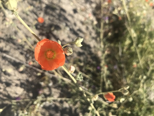 iNaturalist observation photo of apricot globemallow