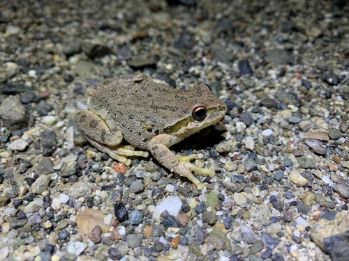iNaturalist observation photo of Pacific chorus frog