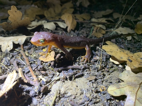 iNaturalist observation photo of California Newt
