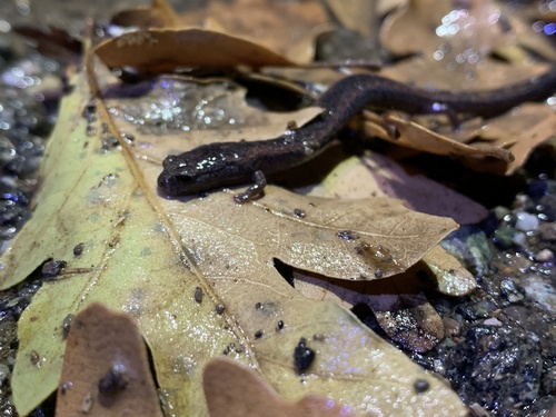 iNaturalist observation photo of California Slender Salamander